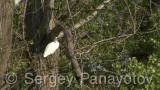 Video of Little Egret - Little Egret in the spring on the three